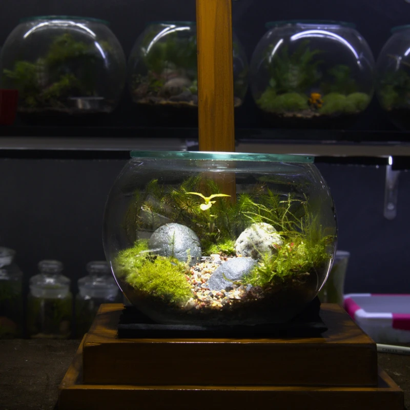 M Size Globe Glass Terrarium – Minimalist Indoor Planter