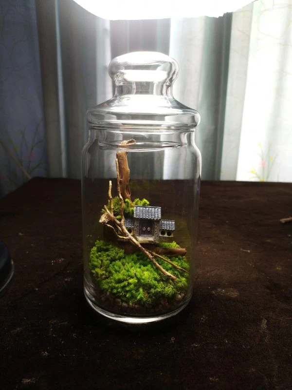 Zero Moss Terrarium - Self-Sustaining Mini Ecosystem Without Moss